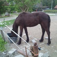 Anden særlig race zeus(passer)