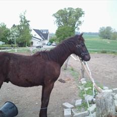 Anden særlig race zeus(passer)