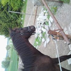 Anden særlig race zeus(passer)