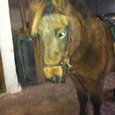 Islænder Gæfa fra Caspersgård