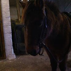 Islænder Gæfa fra Caspersgård