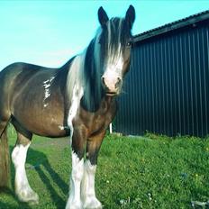 Irish Cob Shiloh 7 (Lucy)