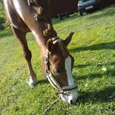 Welsh Partbred (Sec F) Wissinggaards stitch