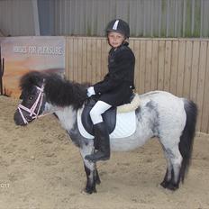 Shetlænder Kellas Penny Rose