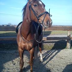 Dansk Varmblod  Chanelle R.I.P