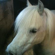 Shetlænder Balou - SOLGT