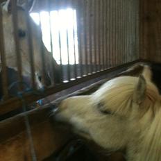 Shetlænder Balou - SOLGT