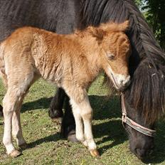 Shetlænder Freja R.I.P.