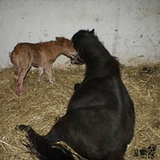 Shetlænder Freja R.I.P.
