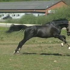 Tysk Oldenburger Gørklinkgårds Santana Hit