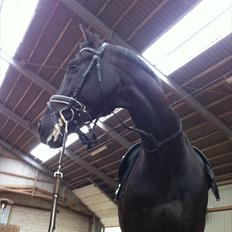 Tysk Oldenburger Gørklinkgårds Santana Hit