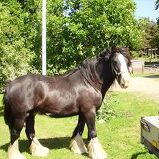 Tinker Aasgaard's Mac. Gregon