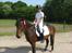 Anden særlig race Tintin - Havde lige været til stævne på ballerup rideklub.:-D