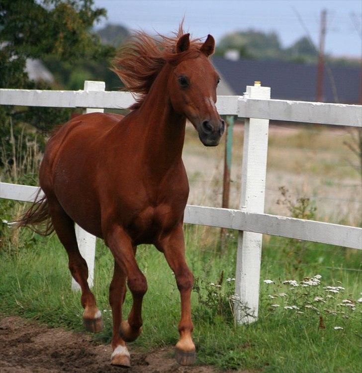 DSP Friis Attila billede 2