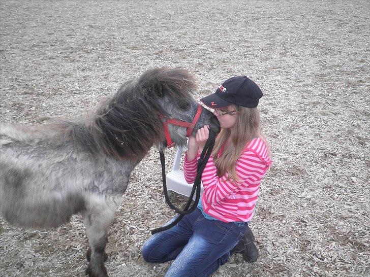 Shetlænder Sorteper:* [Himmelhest] billede 1