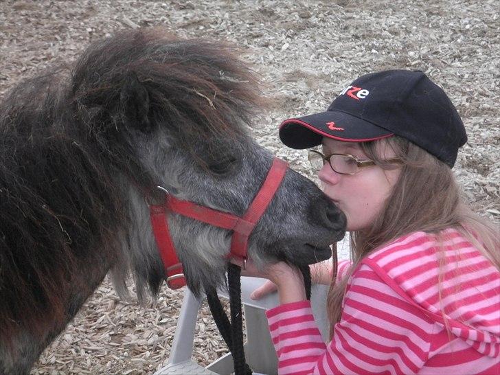 Shetlænder Sorteper:* [Himmelhest] billede 2