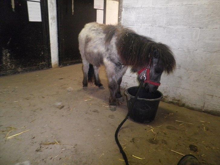 Shetlænder Sorteper:* [Himmelhest] billede 3