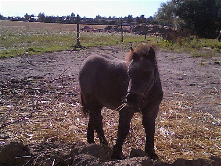 Shetlænder Sorteper:* [Himmelhest] billede 4