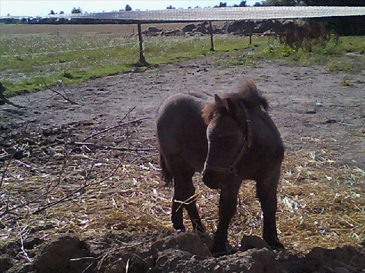 Shetlænder Sorteper:* [Himmelhest] billede 5