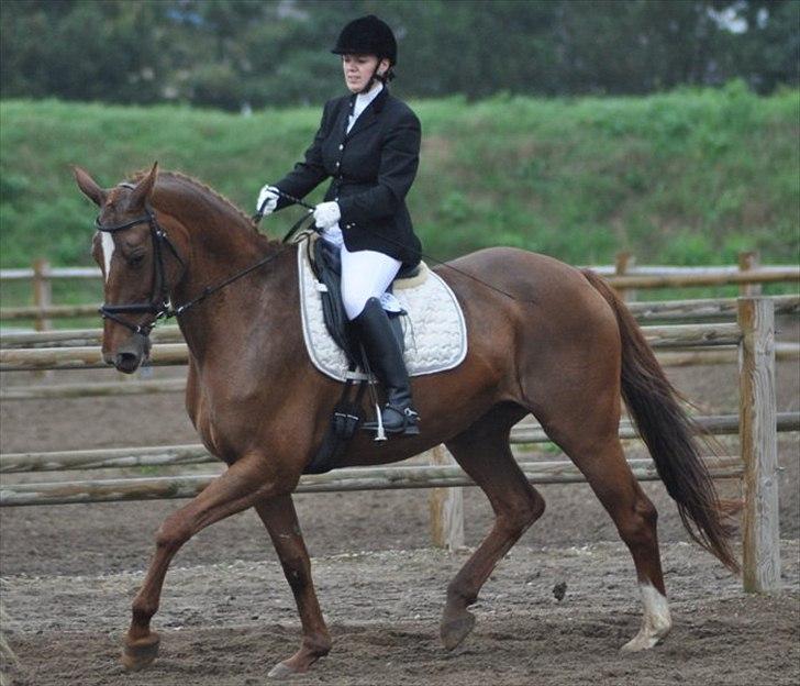 Dansk Varmblod Andina Solvang *SOLGT* billede 9