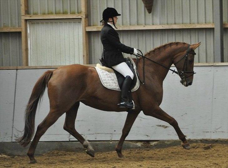 Dansk Varmblod Andina Solvang *SOLGT* billede 10