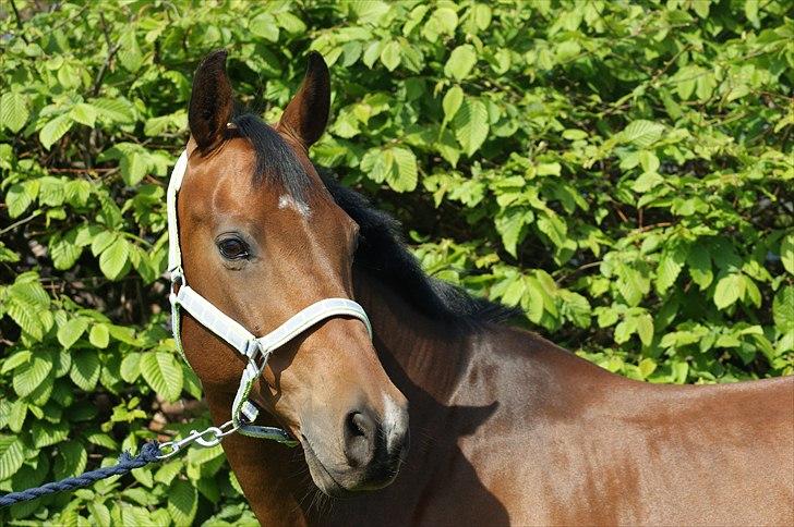 Dansk Varmblod Leuth Of Atlantic - Leuht som model :D 20 maj 2011 foto: mig :) billede 4