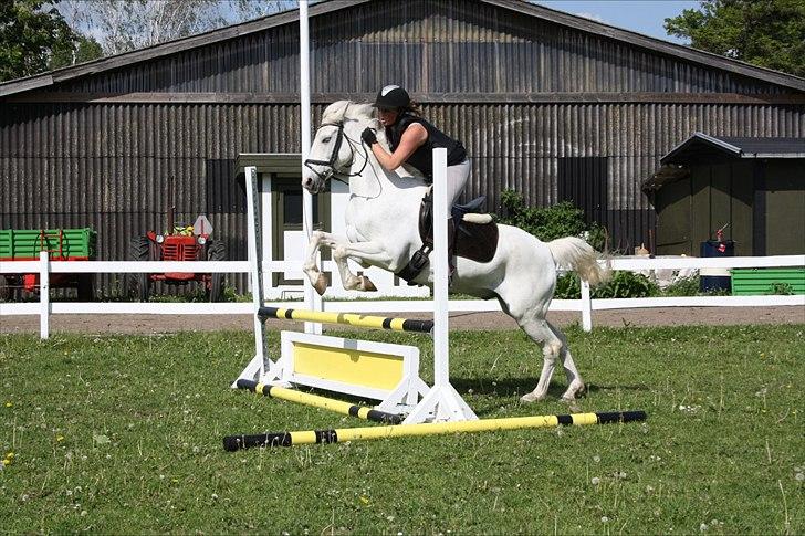 Anden særlig race Kashmir  - Springning :D<3 - foto: Josefine :I billede 13