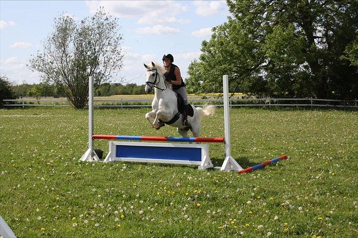 Anden særlig race Kashmir  - Springning :D - gik ikke så godt, men det her ser jo okay ud :D - foto: Jos<3 billede 14