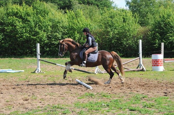 Welsh Cob (sec D) Dyrfal Rosebuds Last - Første gang over bom. billede 14