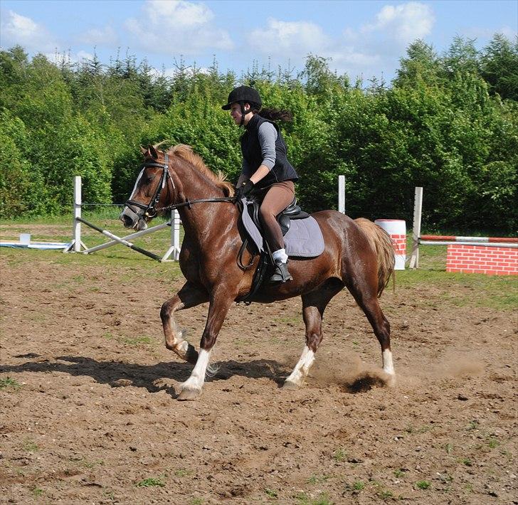Welsh Cob (sec D) Dyrfal Rosebuds Last billede 15
