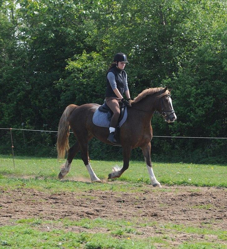 Welsh Cob (sec D) Dyrfal Rosebuds Last billede 16