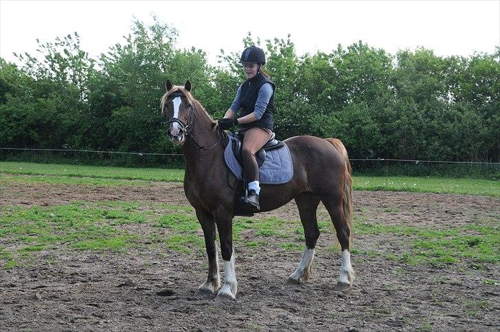 Welsh Cob (sec D) Dyrfal Rosebuds Last billede 17