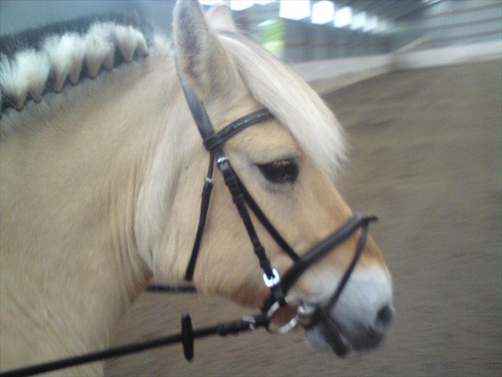 Fjordhest Luna *gl. part* <3 - lige sat manen, ejjh hvor så det søødt ud ! billede 13