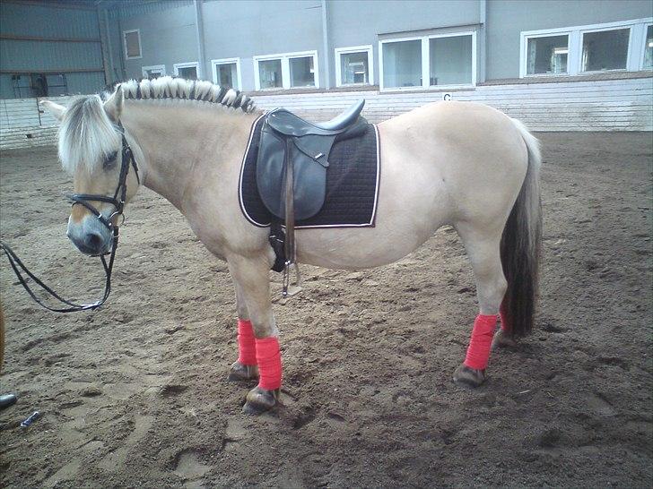 Fjordhest Luna *gl. part* <3 - self. skulle hun da lige ha´ de over-seje bandager på <3 billede 14