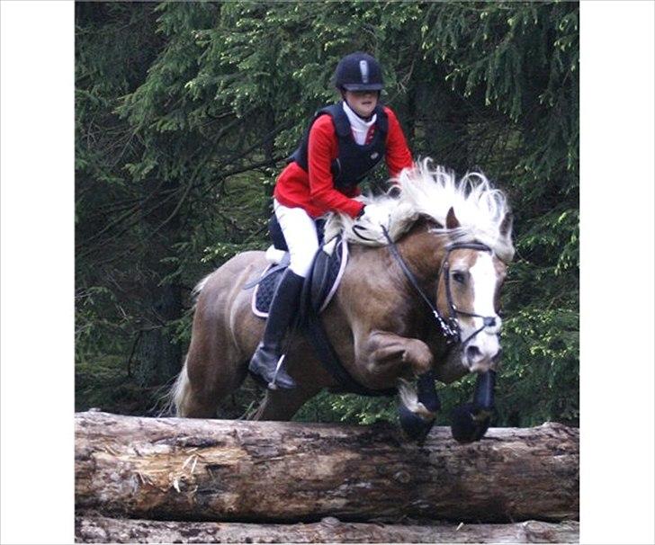 Haflinger Max  - Max og tidligere ejer. billede 3