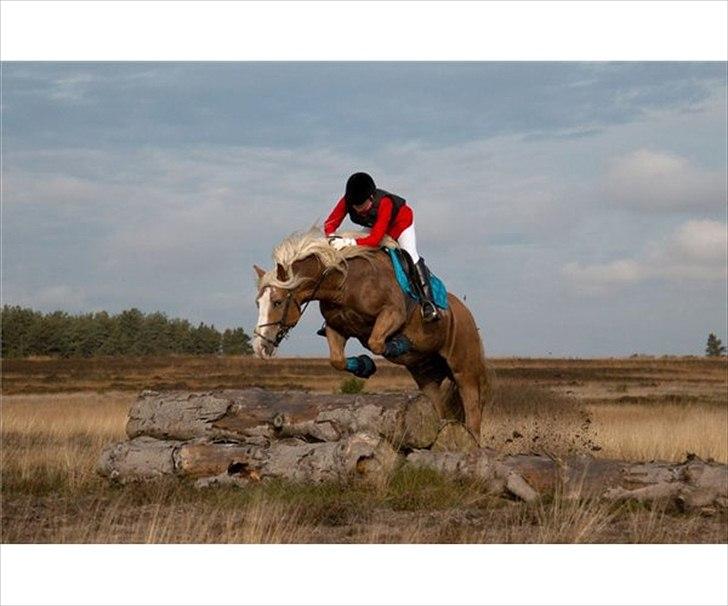 Haflinger Max  - Max og tidligere ejer. billede 4