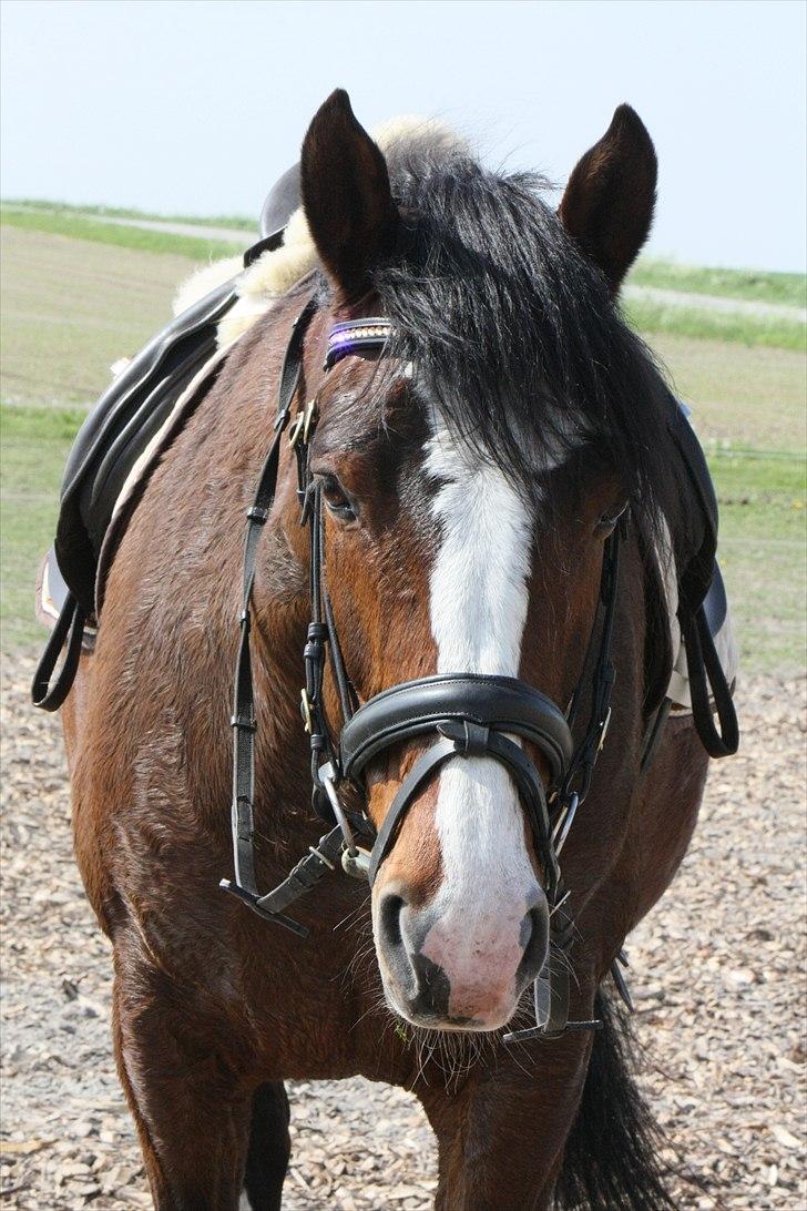 Dansk Varmblod La-Salle billede 16