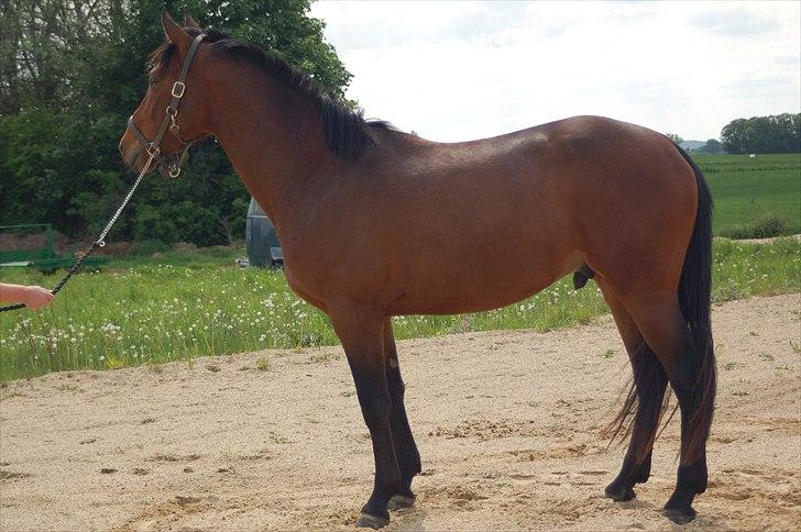 Dansk Varmblod Godthaabs Ulster billede 5