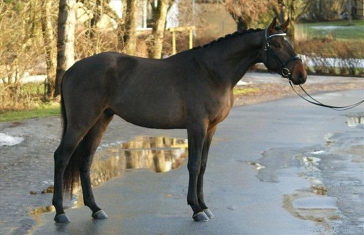 Dansk Varmblod Godthaabs Ulster billede 6