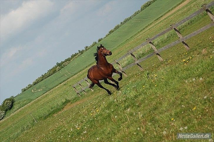 Dansk Varmblod Godthaabs Ulster billede 7