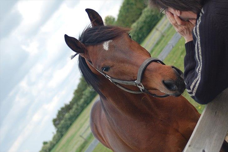 Dansk Varmblod Godthaabs Ulster billede 8