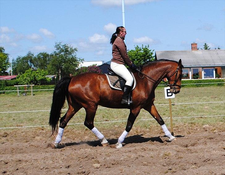 Holstener Capello billede 8