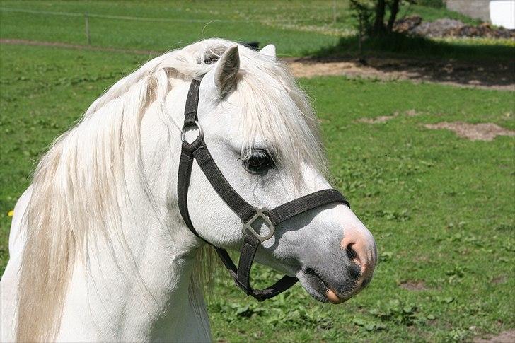 Welsh Mountain (sec A) Trellebjergs Don billede 7