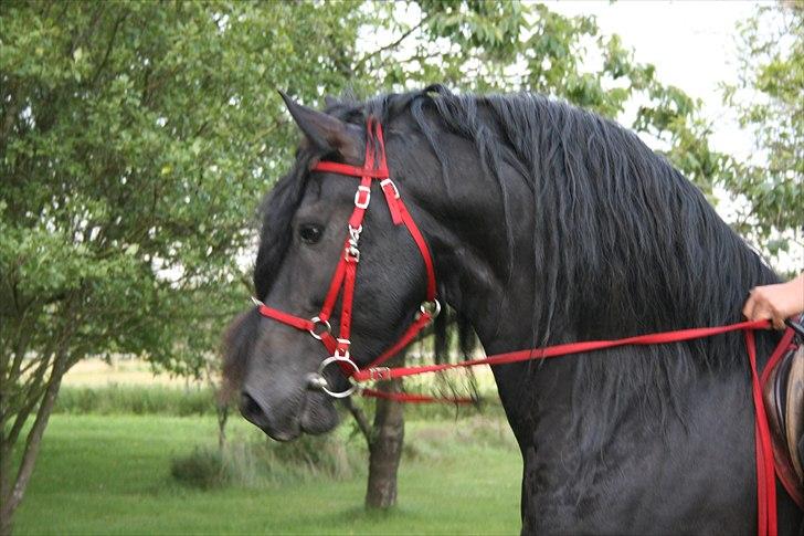 Frieser Wanne H men Master er ok billede 11