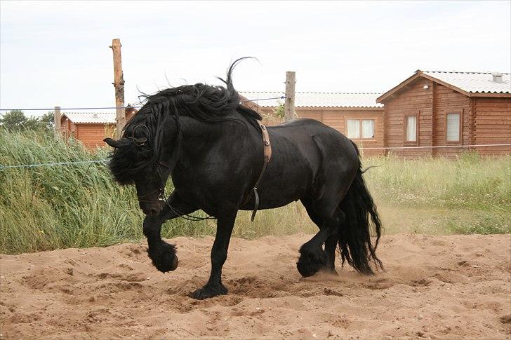 Frieser Wanne H men Master er ok billede 12