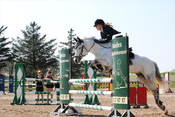 New Forest Rødtjørns Bellis *tidligere hest* - til stævne på helsinge :) la. billede 15