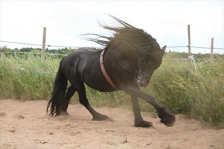 Frieser Wanne H men Master er ok billede 16