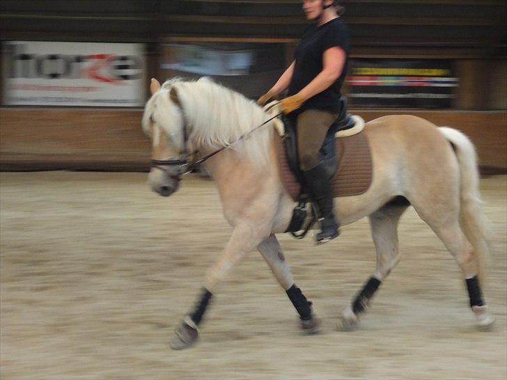 Haflinger Wictoria Sandagergaard (Solgt) billede 5