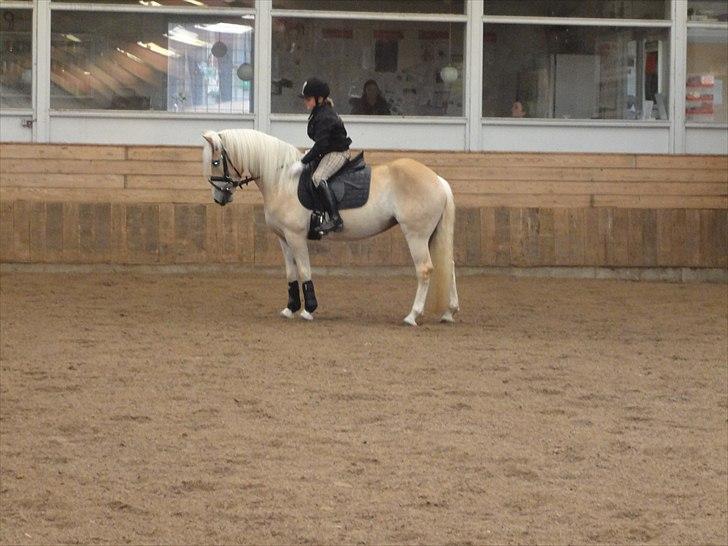 Haflinger Wictoria Sandagergaard (Solgt) billede 7