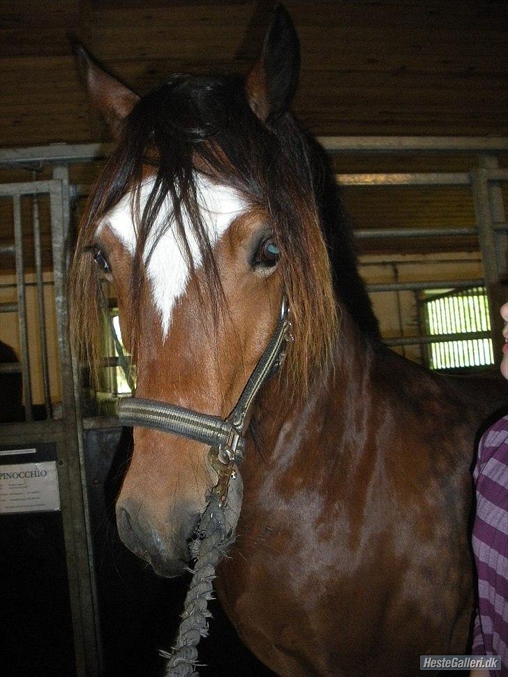 Welsh Cob (sec D) Tomba <3  (Halvpart) - Haløj!!!!!! Smukke. Foto: Christina  billede 9